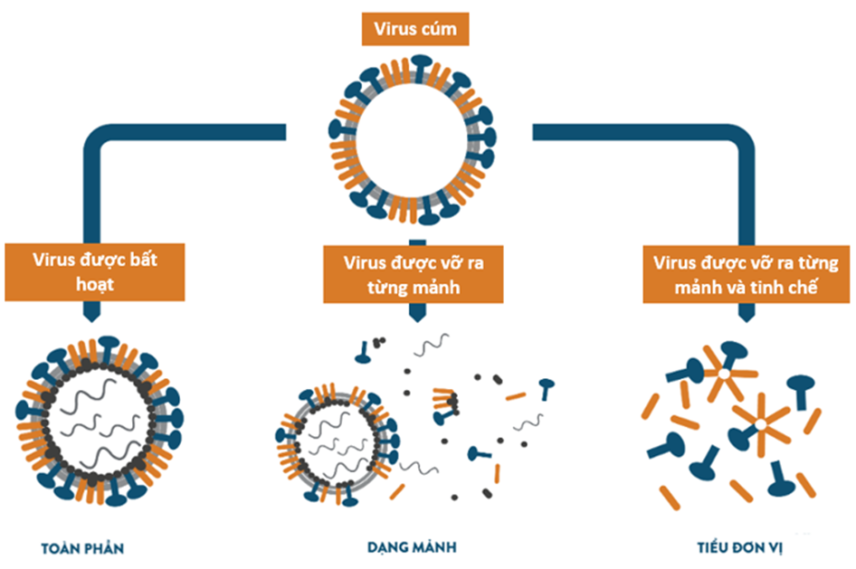 Các loại Vaccine cúm tứ giá, bất hoạt