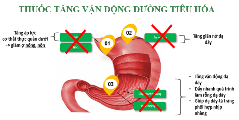 Cơ chế của thuốc tăng vận động đường tiêu hóa