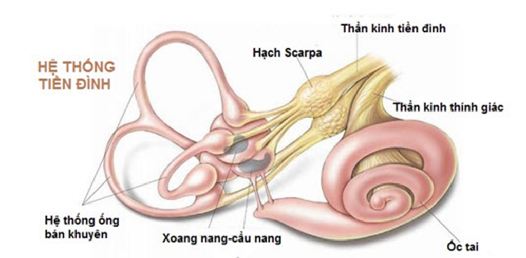 Cấu tạo hệ thống tiền đình ngoại biên