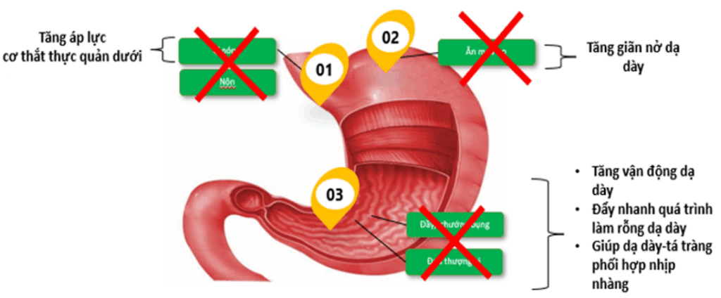 Cơ chế tác động của thuốc trợ vận động tiêu hóa